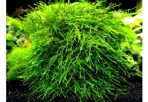 Taxiphyllum Giant Moss in vitro