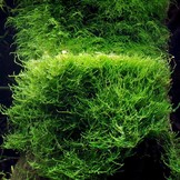 Tropica Taxiphyllum  Giant moss