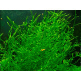 Tropica Taxiphyllum  Giant moss