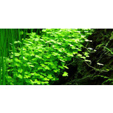 Hydrocotyle Japon - In vitro