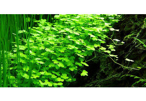 Hydrocotyle Japon - In vitro