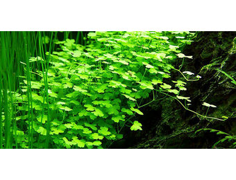 Hydrocotyle Japan - In vitro