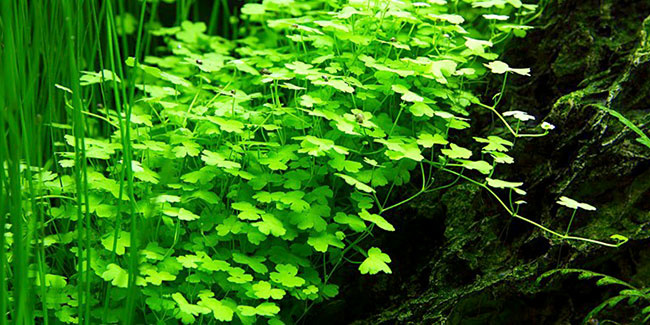 Hydrocotyle Japan - In vitro