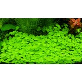 Hydrocotyle Japan - In vitro