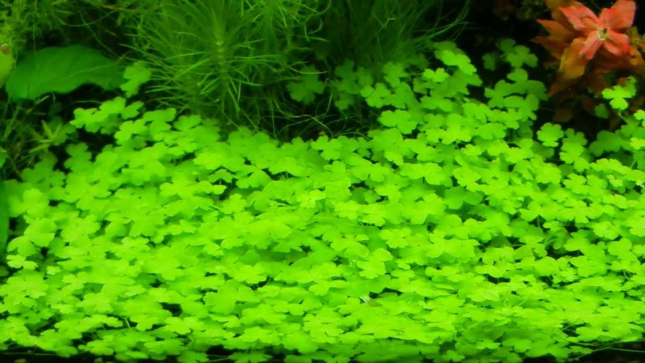 Hydrocotyle Japon - In vitro