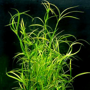Juncus repens In vitro