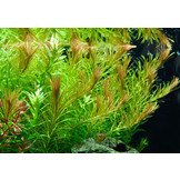 Rotala rotundifolia 'Nanjenshan In Vitro