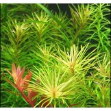Rotala rotundifolia 'Nanjenshan In Vitro