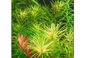 Rotala Rotundifolia 'Nanjenshan in vitro