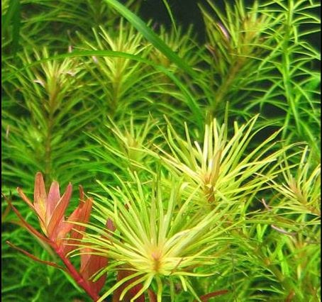 Rotala Rotundifolia 'Nanjenshan in vitro