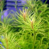 Rotala rotundifolia 'Nanjenshan In Vitro