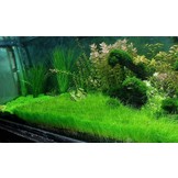 Eleocharis parvula Minima In Vitro