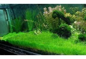 Eleocharis parvula Minima In Vitro