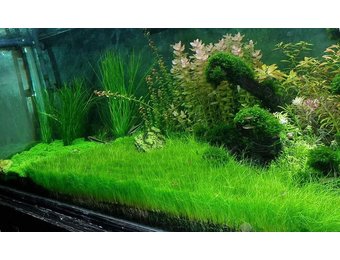 Eleocharis Parvula Minima