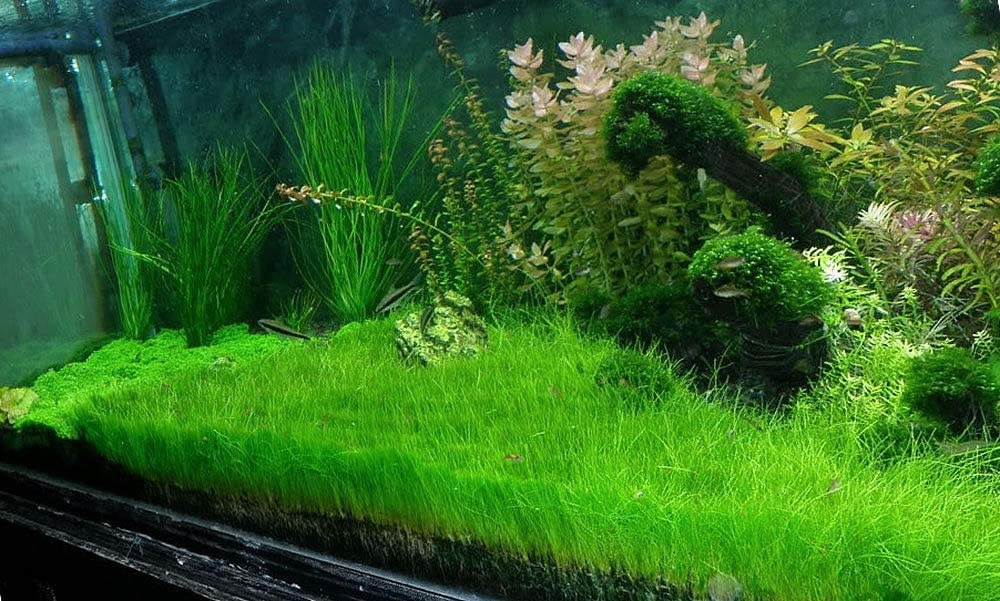 ELECHARIS PARVULA minima