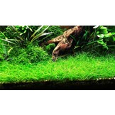 Eleocharis Parvula Minima