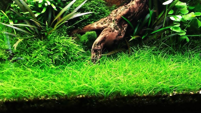 Eleocharis parvula Minima In Vitro