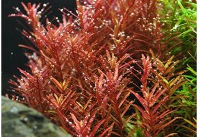 Rotala Yao Yai