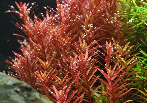 Rotala Yao Yai