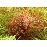 Rotala Yao Yai