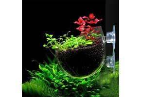 Glass plant holder