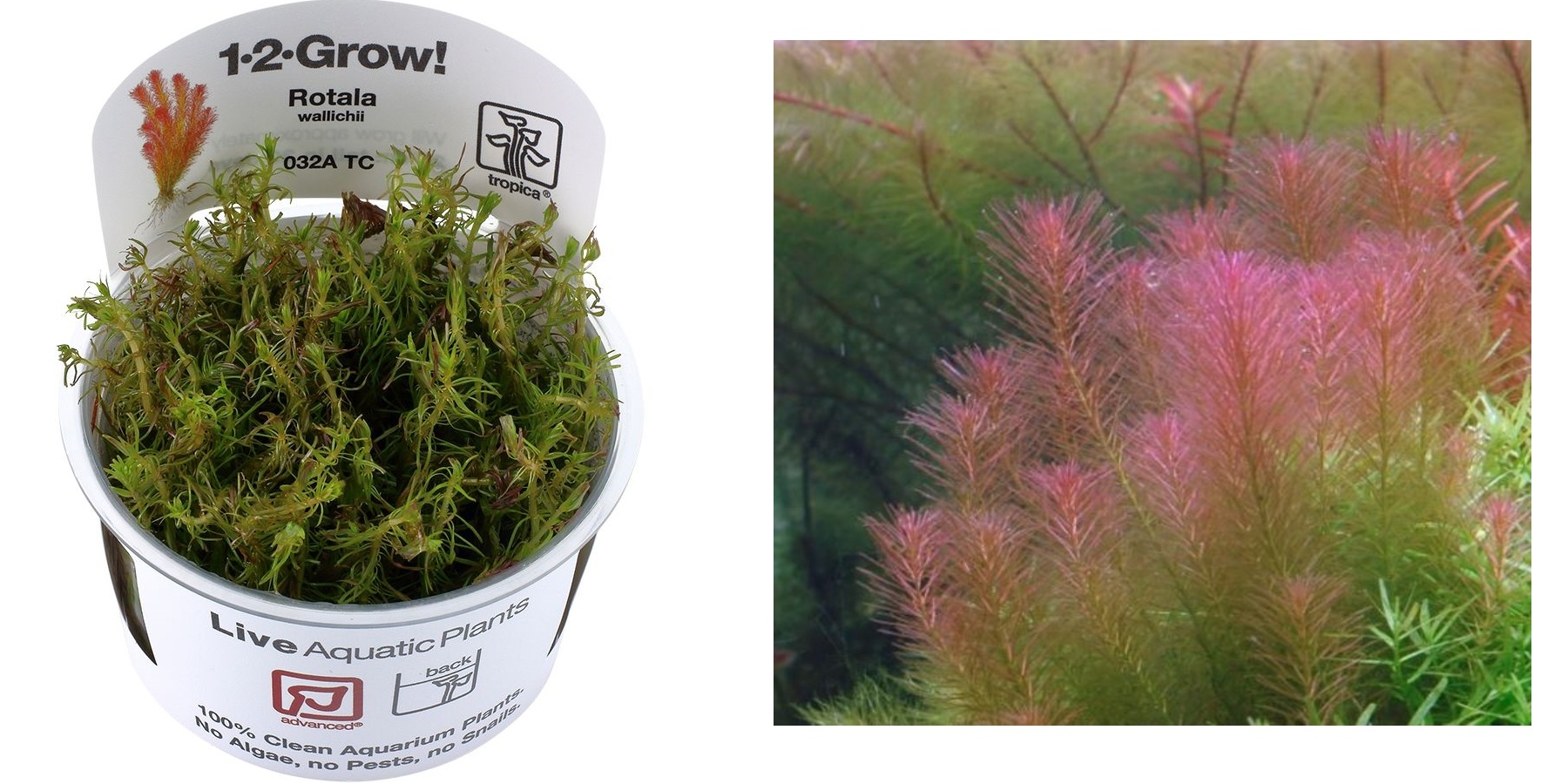 Plantes in vitro Rotala wallichii