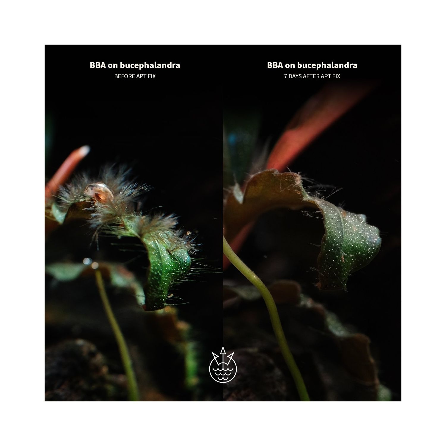 APT Fix