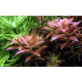 Tropica Proserpinaca Palustris Cuba 1-2-Grow! (Advanced)