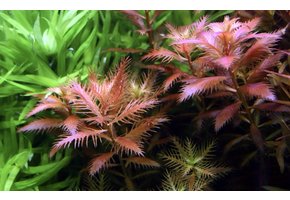 Tropica Proserpinaca Palustris Cuba 1-2-grandir! (Avancee)