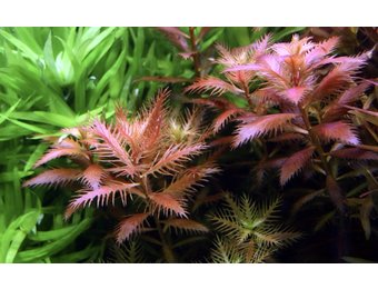 Tropica Proserpinaca Palustris Cuba 1-2-Grow! (Advanced)