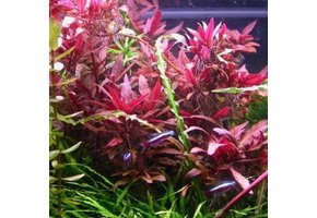 Alternanthera reinecii violet in vitro