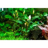 Tropica Bucephalandra pygmaea 'Bukit Kalem' - Pot
