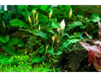 Tropica Bucephalandra pygmaea 'Bukit Kalem' - Pot