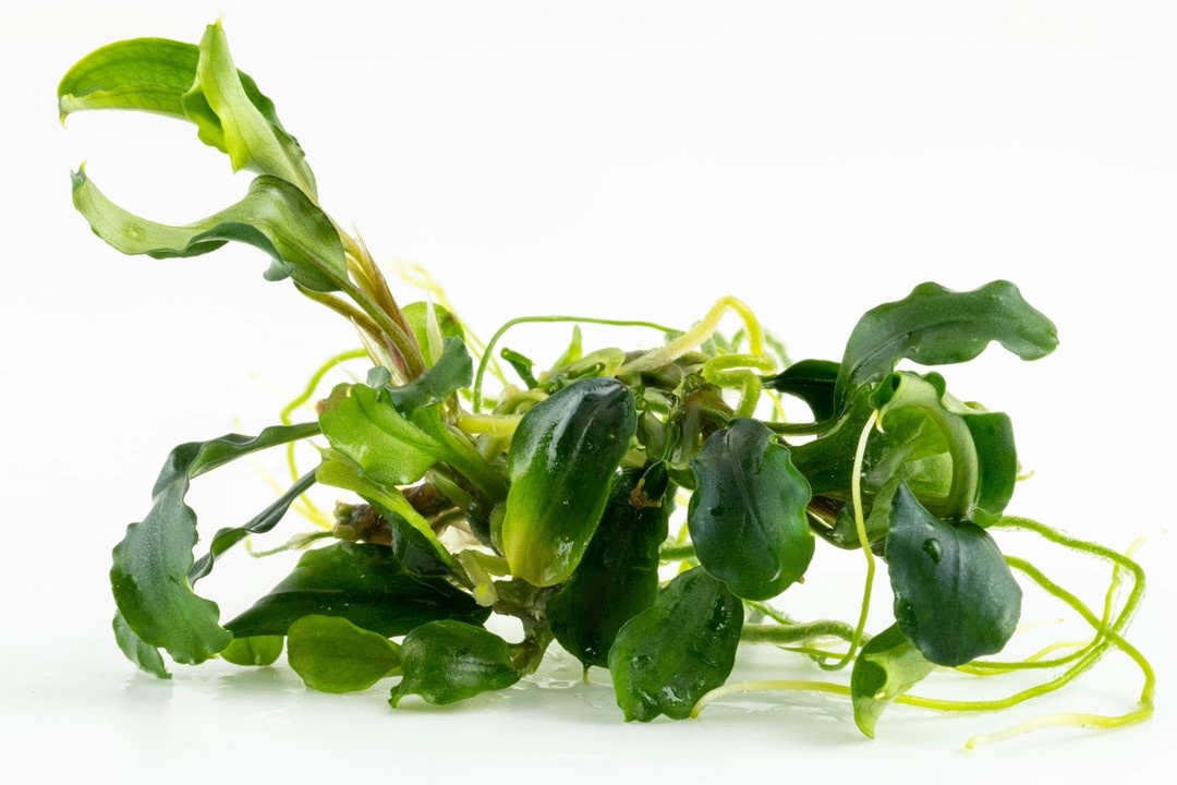 Tropica Bucephalandra pygmaea 'Bukit Kalem' - Pot