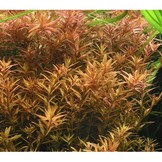 Tropica rotala rotundifolia h'ra '1-2-grandir! (moyen)