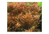 Tropica Rotala  Rotundifolia  H'ra' 1-2-grow! (medium)