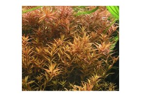 Tropica rotala rotundifolia h'ra '1-2-grandir! (moyen)