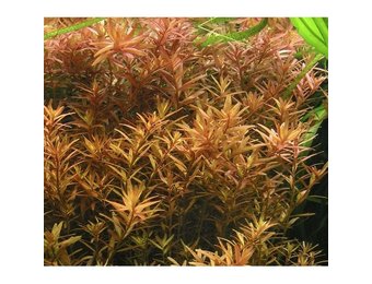 Tropica rotala rotundifolia h'ra '1-2-grandir! (moyen)
