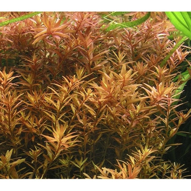 Tropica rotala rotundifolia h'ra '1-2-grandir! (moyen)