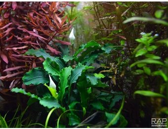 Bucephalandra Wavy Green pot