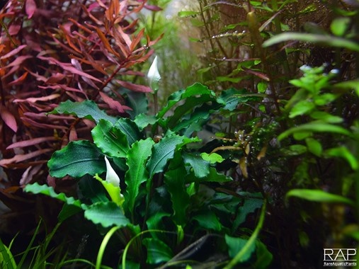 Bucephalandra Wavy Green pot