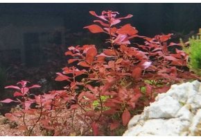 Ludwigia Reens Mini Super rouge in vitro