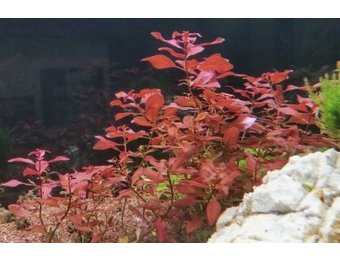 Ludwigia repens Mini  Super red In Vitro