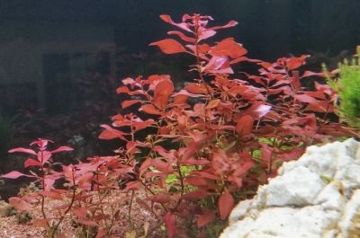Ludwigia Reens Mini Super Red in vitro