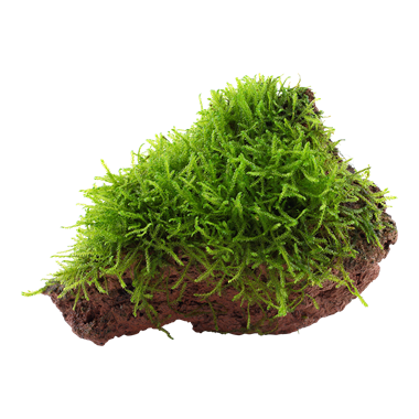 Taxiphyllum spiky on lava rock
