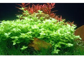 Tropica bacopa australis