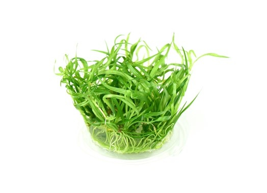 Dennerle Helanthium Tennelum 'Broad Leaf' - In vitro