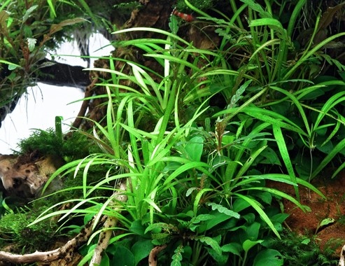 Dennerle Helanthium Tennelum 'Broad Leaf' - In vitro