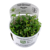 Tropica Marsilea Hirsuta 1-2-Grow! (Easy)