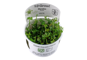 Tropica Marsilea Hirsuta 1-2-Grow! (Easy)